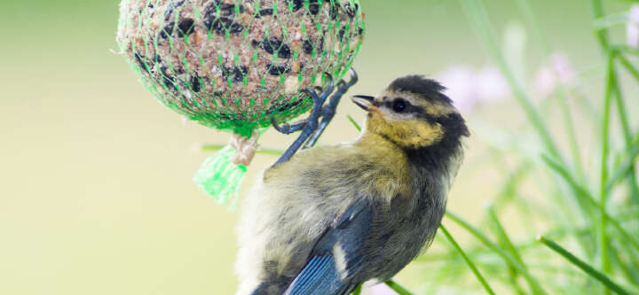 haustier vogelfutter themen e banner